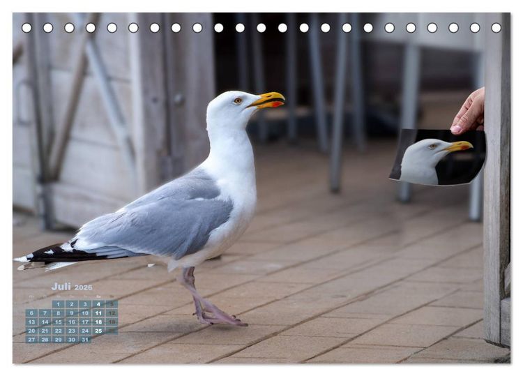 Produktbild: M&ouml;wen frech und witzig (Tischkalender 2026 DIN A5 quer), CALVENDO Monatskalender