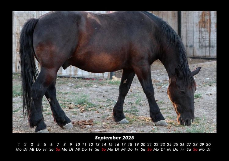 Produktbild: Pferde Kalender 2025 Fotokalender DIN A3