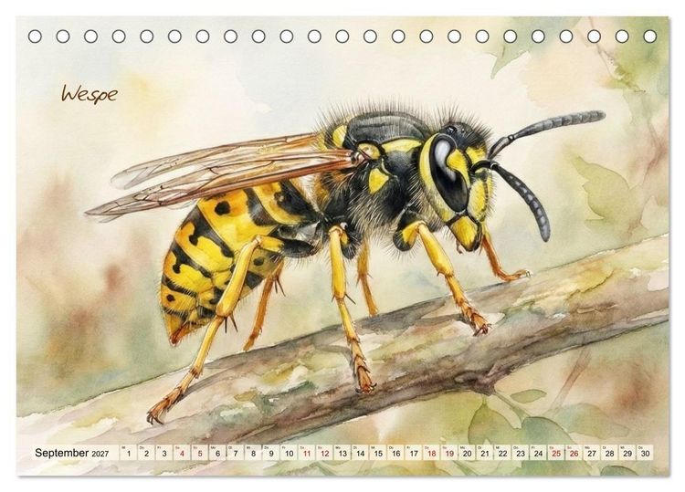 Produktbild: Kleine Wunder in Aquarell - Heimische Insekten kunstvoll illustriert (Tischkalender 2027 DIN A5 quer), CALVENDO Monatskalender