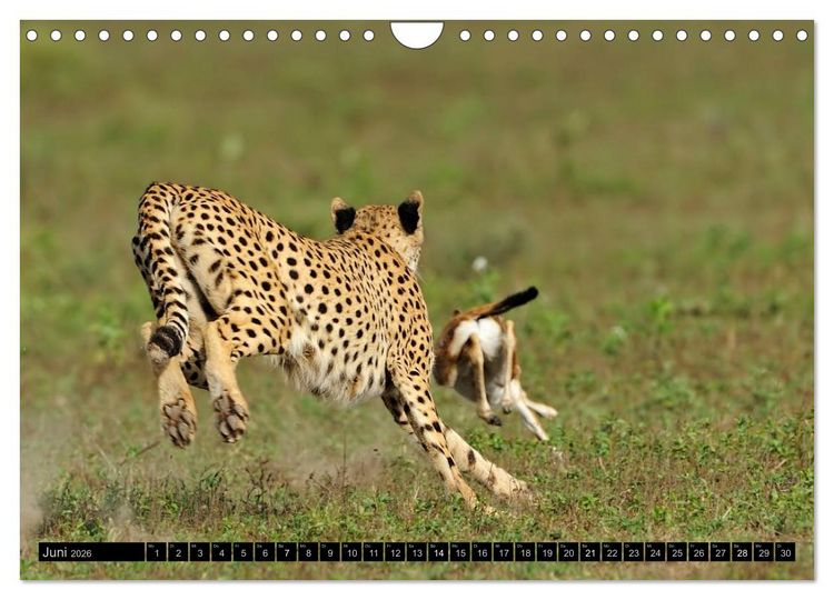 Produktbild: Magie des Augenblicks: Geparde - verschmuste Raubkatzen (Wandkalender 2026 DIN A4 quer), CALVENDO Monatskalender