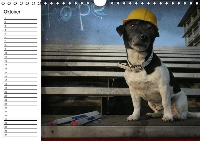 Produktbild: Jack Russell Terrier - Ein Verwandlungsk&uuml;nstler namens Jake / Geburtstagskalender (Wandkalender immerw&auml;hrend DIN A4 quer)