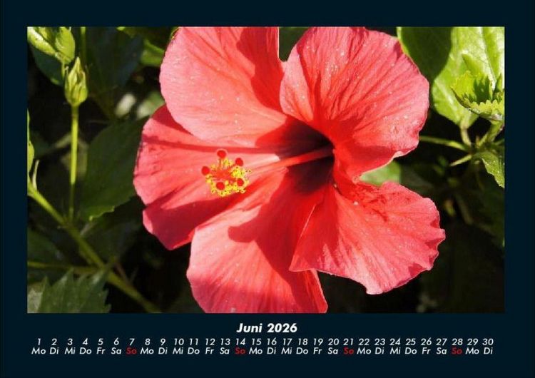 Produktbild: Rosentraum 2026 Fotokalender DIN A4