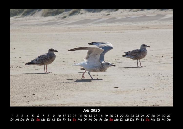Produktbild: M&ouml;wen 2025 Fotokalender DIN A3