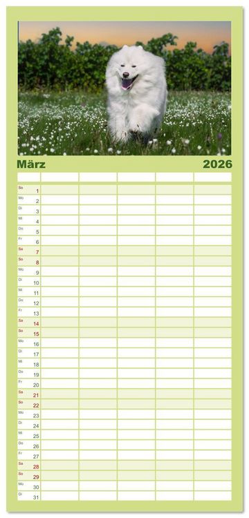 Produktbild: Familienplaner 2026 - Der Samojede - Sch&ouml;nheit des Nordens mit 5 Spalten (Wandkalender, 21 x 45 cm) CALVENDO