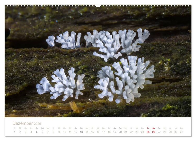 Produktbild: FASZINATION PILZE 2026 (Wandkalender 2026 DIN A2 quer), CALVENDO Monatskalender
