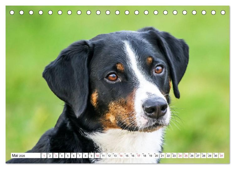 Produktbild: Appenzeller Sennenhunde (Tischkalender 2026 DIN A5 quer), CALVENDO Monatskalender