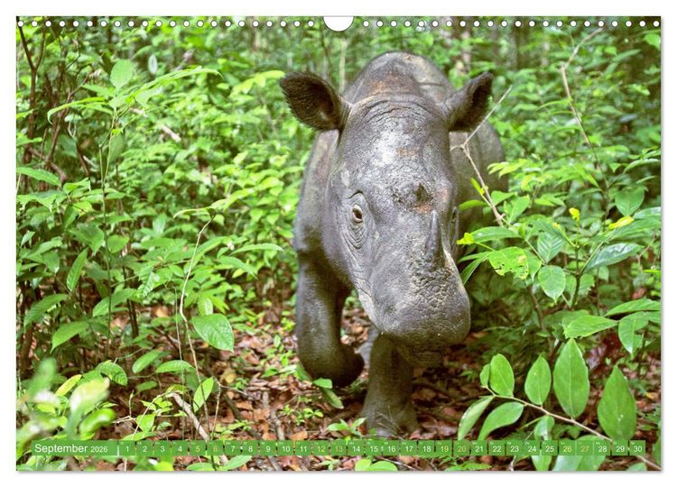 Produktbild: Leben im Dschungel: Der Regenwald ist ein Paradies f&uuml;r Tiere (Wandkalender 2026 DIN A3 quer), CALVENDO Monatskalender