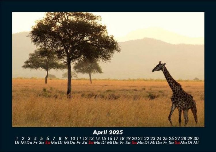 Produktbild: Giraffen 2025 Fotokalender DIN A5