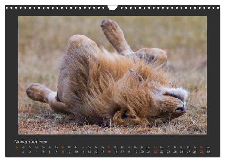 Produktbild: L&ouml;wen Wildlife-Fotografien (Wandkalender 2026 DIN A3 quer), CALVENDO Monatskalender