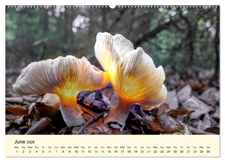 Produktbild: Whispers Beneath the Forest's Moss Mushrooms (Wall Calendar 2026 DIN A2 landscape), CALVENDO 12 Month Wall Calendar