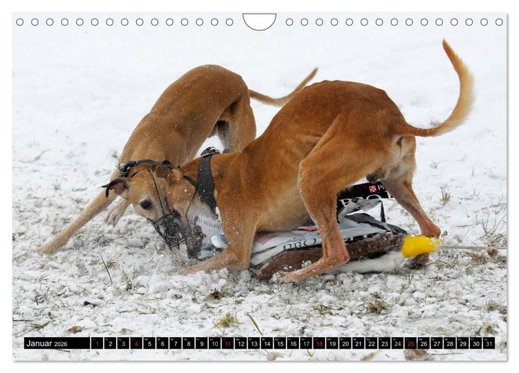 Produktbild: Schnell wie der Wind - Whippet (Wandkalender 2026 DIN A4 quer), CALVENDO Monatskalender