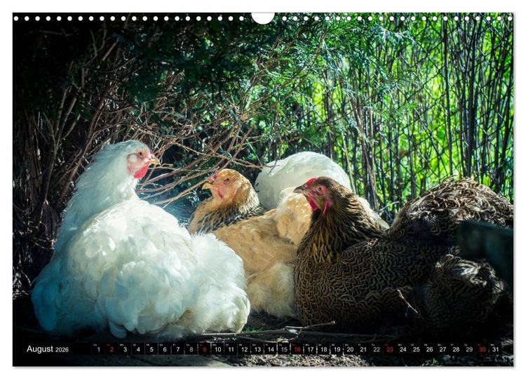 Produktbild: H&uuml;hner in meinem Garten (Wandkalender 2026 DIN A3 quer), CALVENDO Monatskalender
