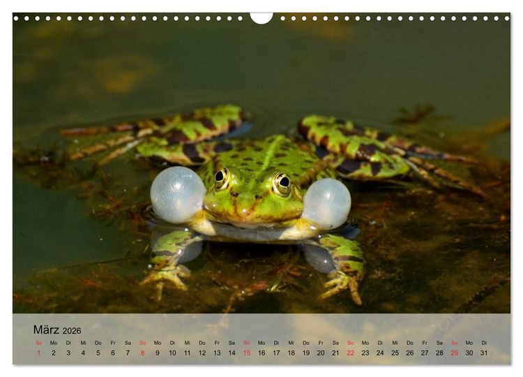 Produktbild: Frosch m&uuml;sste man sein! (Wandkalender 2026 DIN A3 quer), CALVENDO Monatskalender