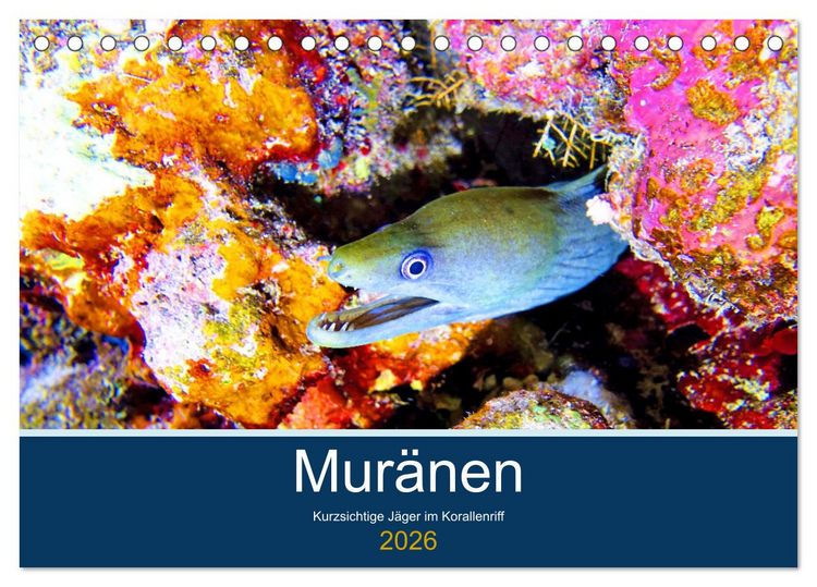 Produktbild: Mur&auml;nen - Kurzsichtige J&auml;ger im Korallenriff (Tischkalender 2026 DIN A5 quer), CALVENDO Monatskalender