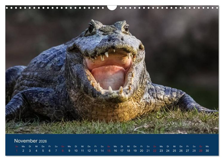 Produktbild: Brasilien tierisch gut 2026 (Wandkalender 2026 DIN A3 quer), CALVENDO Monatskalender