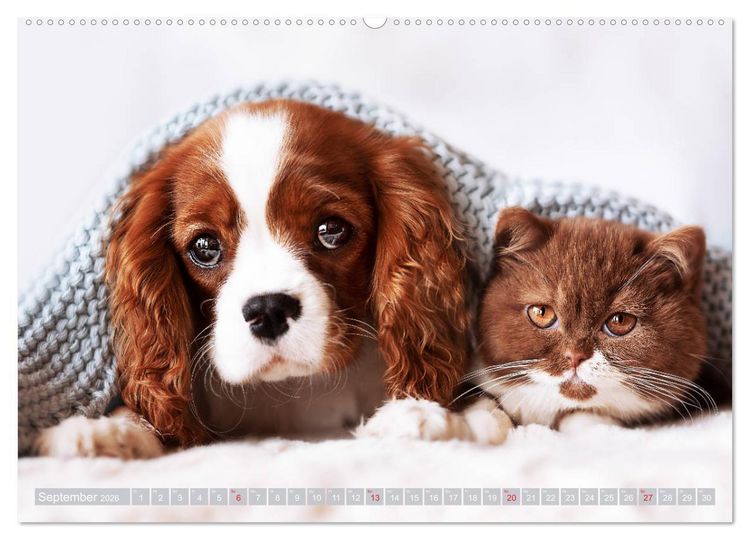 Produktbild: Der Welpenkalender - Cavalier King Charles Spaniel (hochwertiger Premium Wandkalender 2026 DIN A2 quer), Kunstdruck in Hochglanz