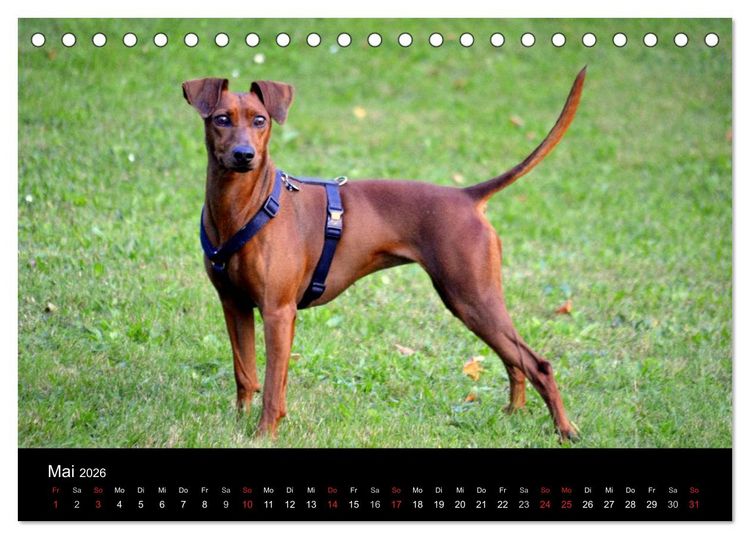 Produktbild: Deutscher Pinscher (Tischkalender 2026 DIN A5 quer), CALVENDO Monatskalender
