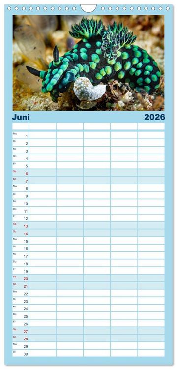 Produktbild: Familienplaner 2026 - Nudis &ndash; Die bunte Welt der Nacktschnecken mit 5 Spalten (Wandkalender, 21 x 45 cm) CALVENDO