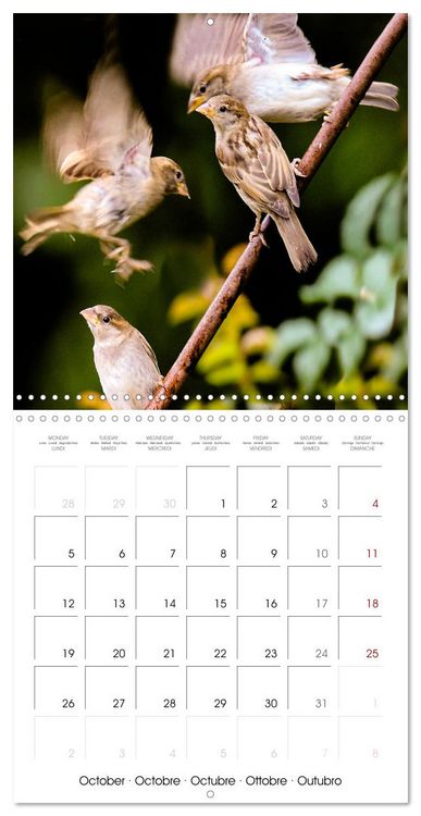 Produktbild: The Wild Sparrow Gang (Wall Calendar 2026 12 &times; 12 Inch) CALVENDO 12 Month Wall Calendar
