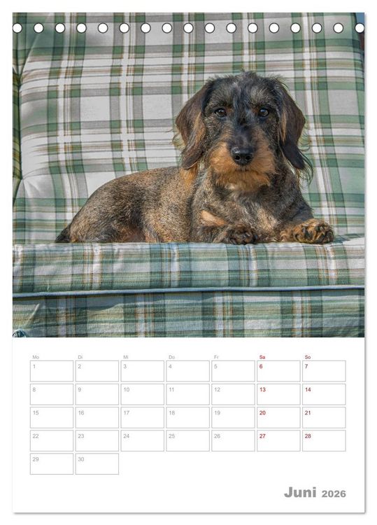 Produktbild: Dackelportraits (Tischkalender 2026 DIN A5 hoch), CALVENDO Monatskalender