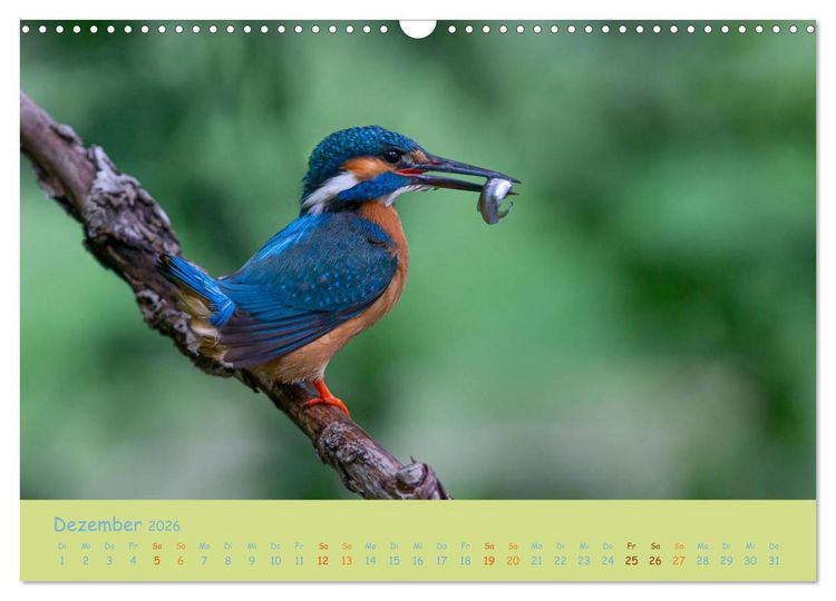 Produktbild: Eisv&ouml;gel, faszinierende kleine Flieger. (Wandkalender 2026 DIN A3 quer), CALVENDO Monatskalender