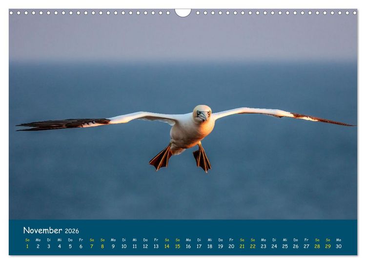 Produktbild: Helgol&auml;nder Basst&ouml;lpel 2026 (Wandkalender 2026 DIN A3 quer), CALVENDO Monatskalender