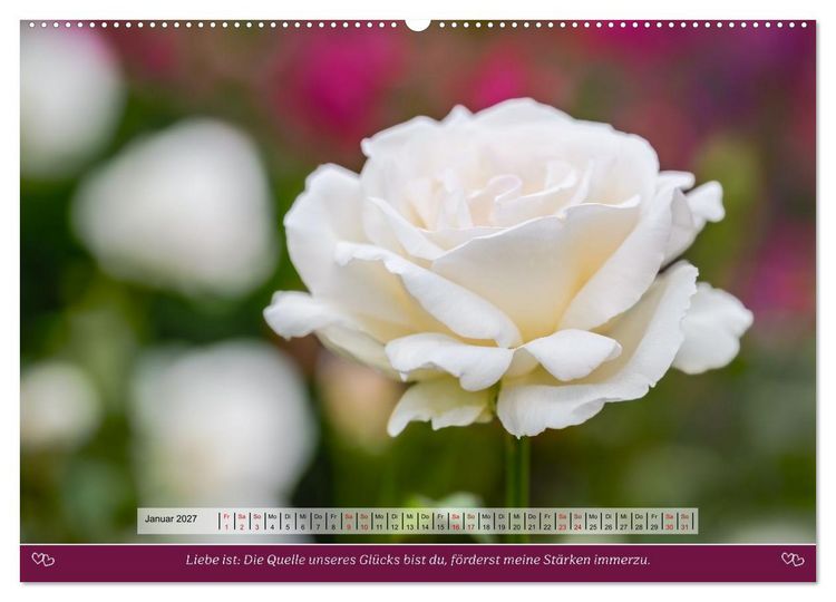 Produktbild: Rosen, Liebe ist (Wandkalender 2027 DIN A2 quer), CALVENDO Monatskalender