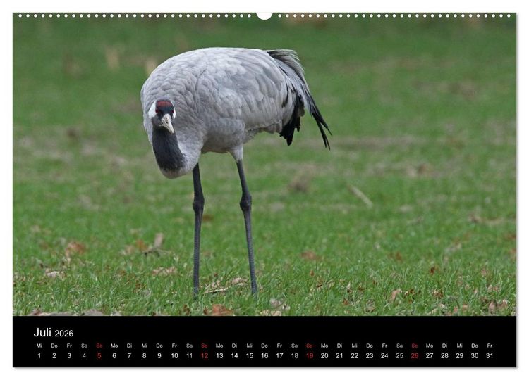 Produktbild: Kranich-Land Brandenburg (hochwertiger Premium Wandkalender 2026 DIN A2 quer), Kunstdruck in Hochglanz
