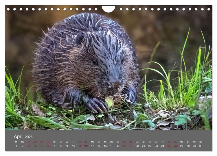 Produktbild: Augen auf - versteckte Tierwelt (Wandkalender 2026 DIN A4 quer), CALVENDO Monatskalender