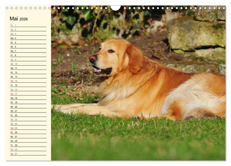 Produktbild: Mein bester Freund - Der Hovawart (Wandkalender 2026 DIN A3 quer), CALVENDO Monatskalender