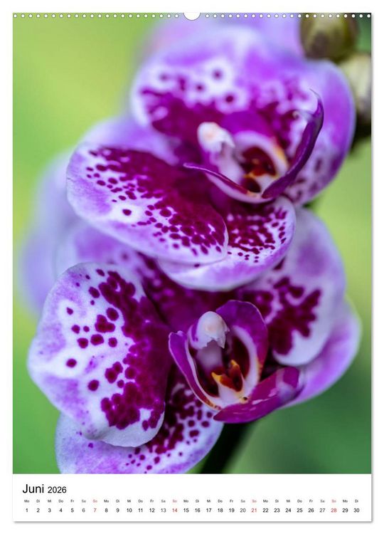 Produktbild: Orchideen (hochwertiger Premium Wandkalender 2026 DIN A2 hoch), Kunstdruck in Hochglanz
