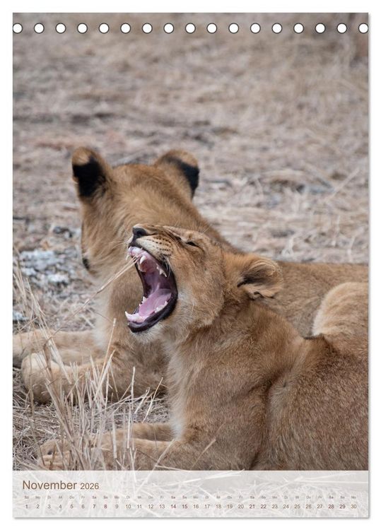 Produktbild: L&ouml;wen in Sabi Sands (Tischkalender 2026 DIN A5 hoch), CALVENDO Monatskalender