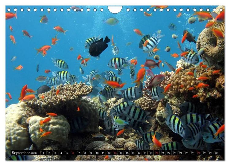 Produktbild: Paradiese im ewigen Blau. Die bunte Unterwasserwelt (Wandkalender 2026 DIN A4 quer), CALVENDO Monatskalender
