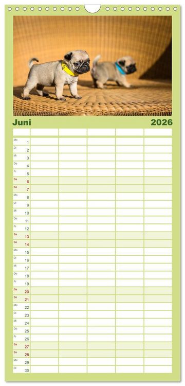 Produktbild: Familienplaner 2026 - Mopswelpen mit 5 Spalten (Wandkalender, 21 x 45 cm) CALVENDO