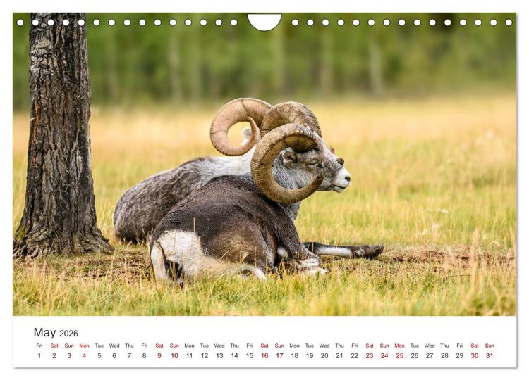 Produktbild: Yukon Wild (Wall Calendar 2026 DIN A4 landscape), CALVENDO 12 Month Wall Calendar