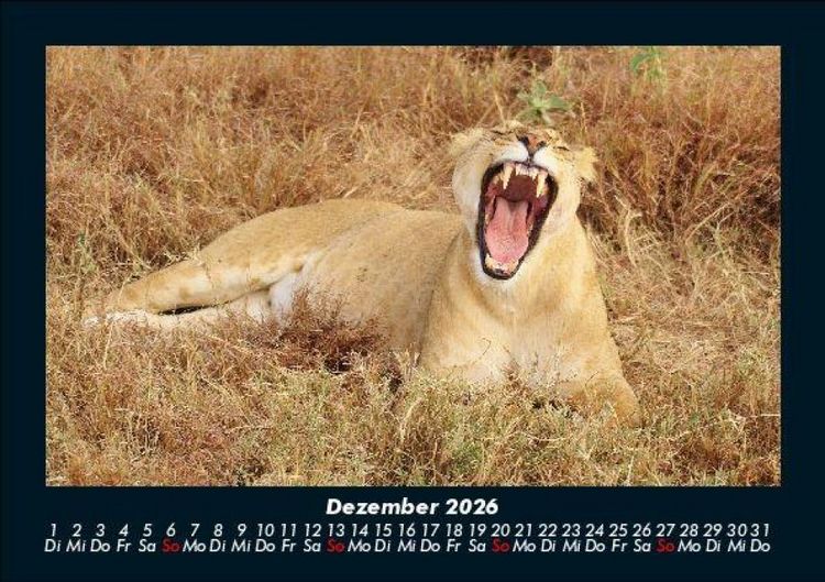 Produktbild: L&ouml;wen in der Wildnis 2026 Fotokalender DIN A5