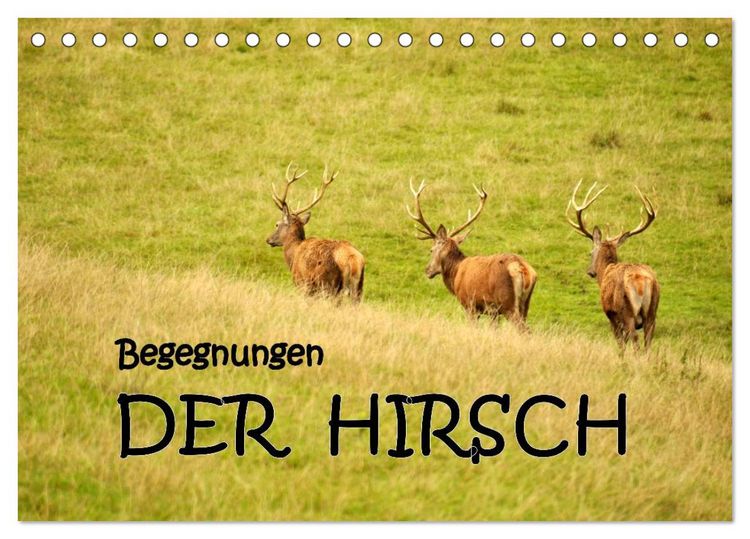 Produktbild: Begegnungen. DER HIRSCH (Tischkalender 2026 DIN A5 quer), CALVENDO Monatskalender