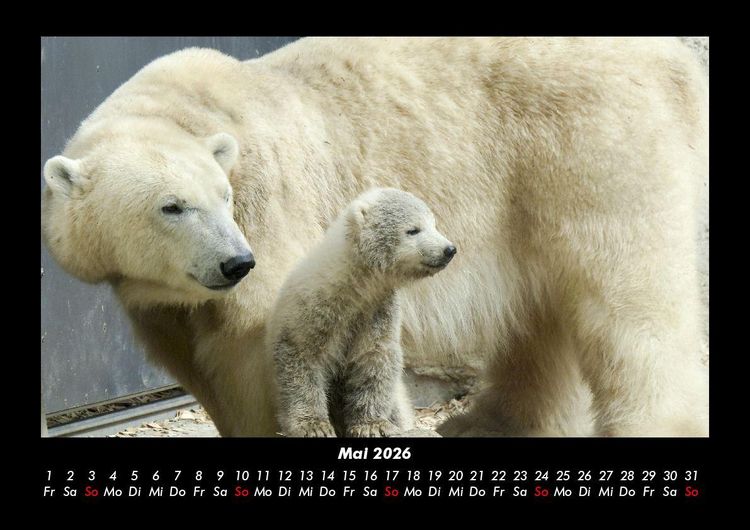 Produktbild: Tierkalender 2026 Fotokalender DIN A3
