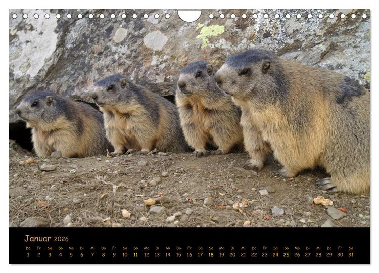 Produktbild: Wildlife - Verspielte Murmeltiere (Wandkalender 2026 DIN A4 quer), CALVENDO Monatskalender