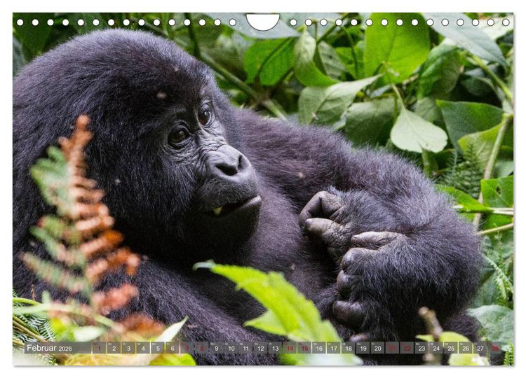 Produktbild: Gorillas ohne Nebel (Wandkalender 2026 DIN A4 quer), CALVENDO Monatskalender
