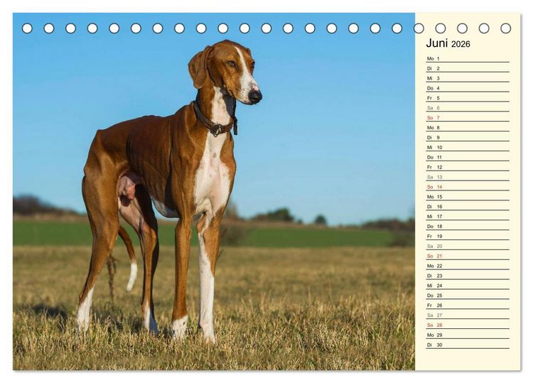 Produktbild: Windhund der W&uuml;ste - Der Azawakh (Tischkalender 2026 DIN A5 quer), CALVENDO Monatskalender