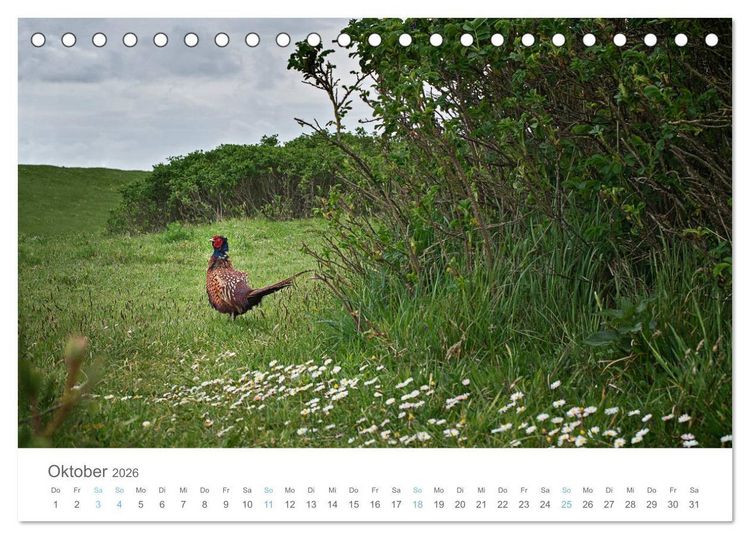 Produktbild: Juist - mein T&ouml;werland (Tischkalender 2026 DIN A5 quer), CALVENDO Monatskalender