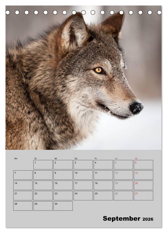 Produktbild: Wolf-Gesichter (Tischkalender 2026 DIN A5 hoch), CALVENDO Monatskalender