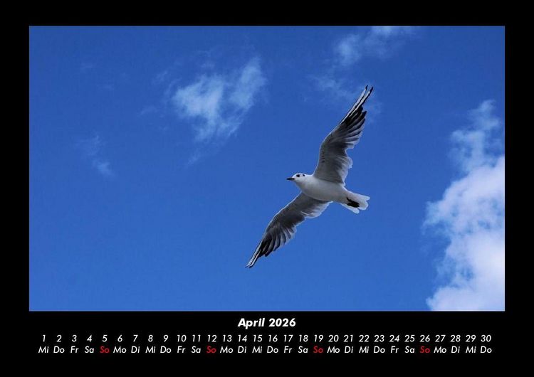 Produktbild: Welt der V&ouml;gel 2026 Fotokalender DIN A3