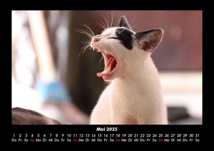 Produktbild: F&uuml;r Katzenfreunde 2025 Fotokalender DIN A3
