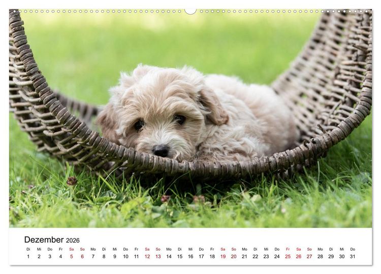 Produktbild: Maltipoo Welpen (Wandkalender 2026 DIN A2 quer), CALVENDO Monatskalender