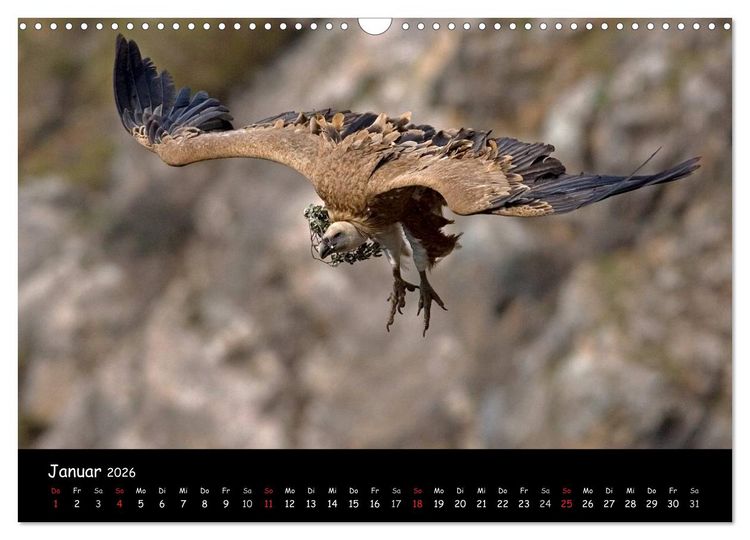 Produktbild: Unter Geiern auf Mallorca: Ein Projekt der Naturschutzstiftung Vida Silvestre Mediterr&aacute;nea (Wandkalender 2026 DIN A3 quer), CALVENDO Monatskalender