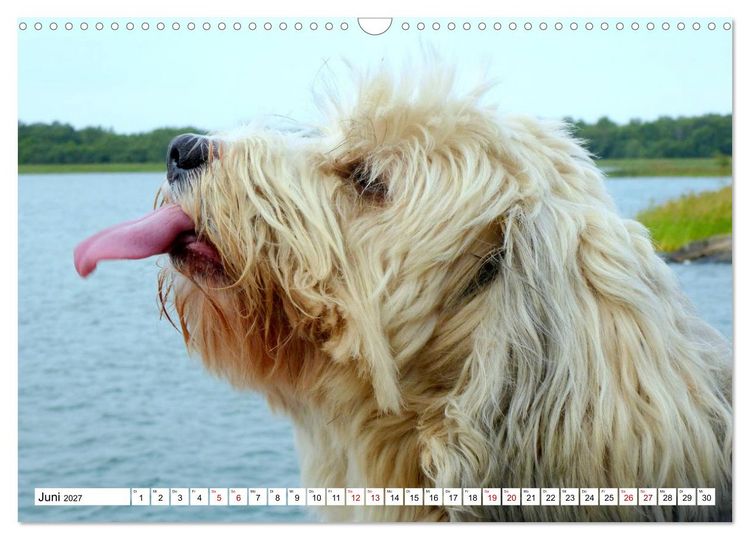Produktbild: Tibet-Terrier - Eine Hunderasse mit Charakter (Wandkalender 2027 DIN A3 quer), CALVENDO Monatskalender