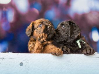 Produktbild: CALVENDO Puzzle Zwei Briard-Welpen | 1000 Teile Lege-Gr&ouml;&szlig;e 64x48cm Foto-Puzzle f&uuml;r gl&uuml;ckliche Stunden