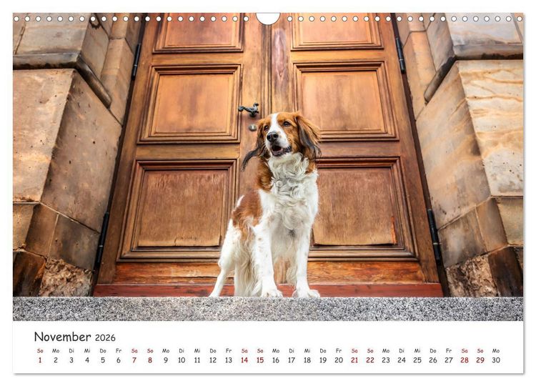 Produktbild: Berlin City Dogs - Berliner Hunde (Wandkalender 2026 DIN A3 quer), CALVENDO Monatskalender